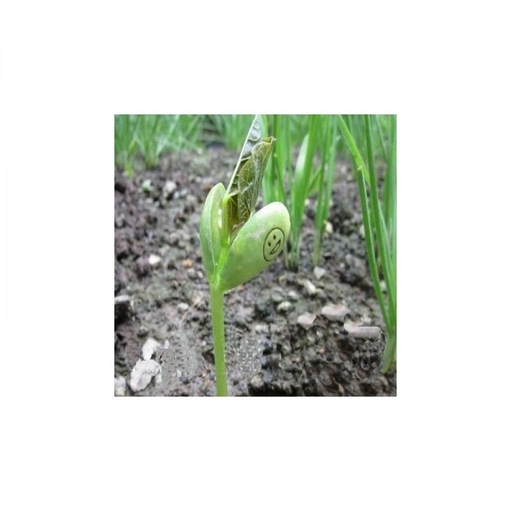 HARICOT MAGIQUE BFF – Image 2