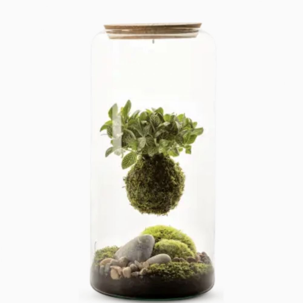 TERRA VIVANT - MIA L - KOKEDAMA FITTO SUSPENDU