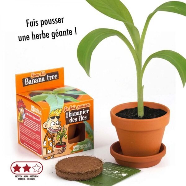 BANANIER A PLANTER – Image 2