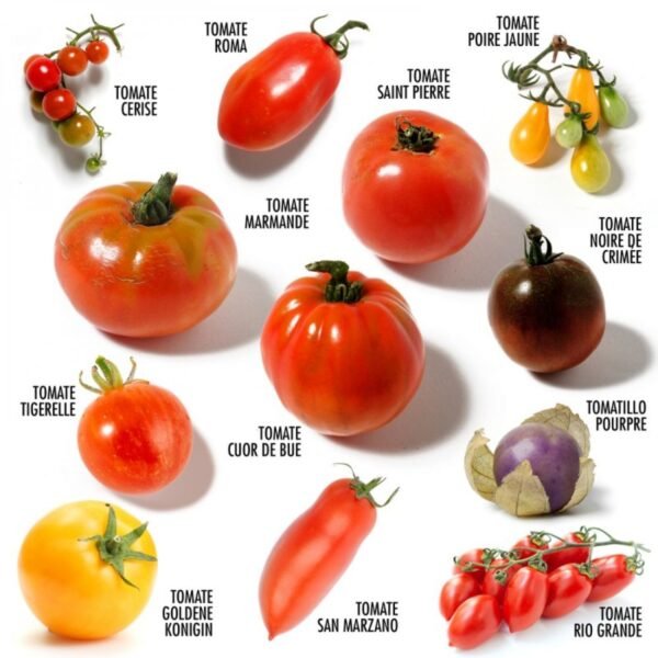 COFFRET 12 SACHETS TOMATES ANCIENNES – Image 2