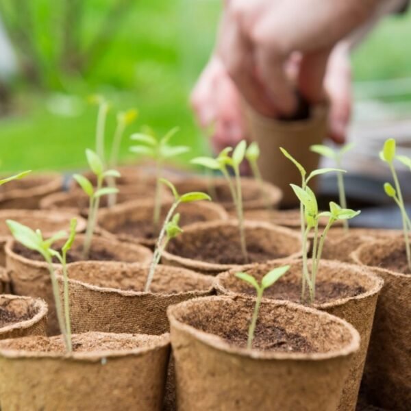 COFFRET 12 SACHETS TOMATES ANCIENNES – Image 3