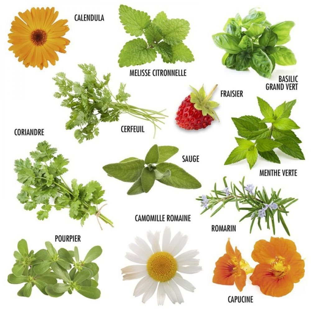 COFFRET 12 SACHETS PLANTES BIEN-ETRE – Image 4