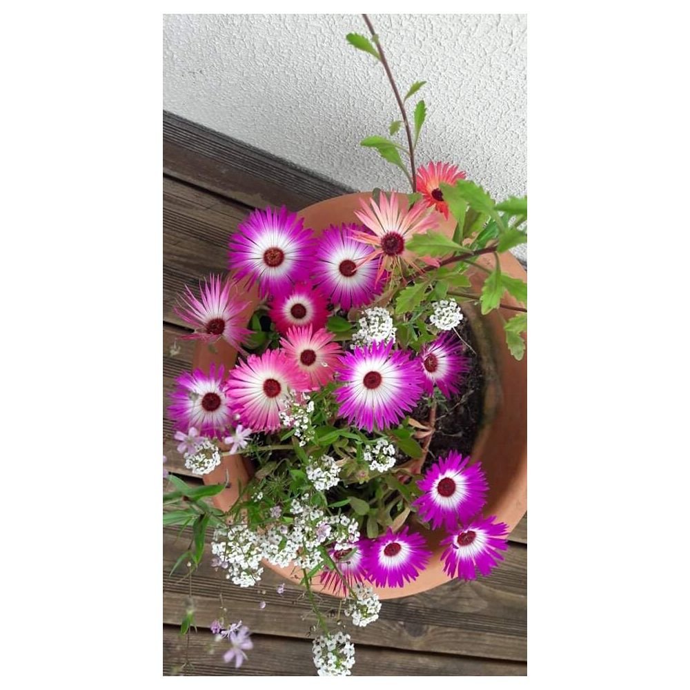 HEUREUSE RETRAITE CARTE A PLANTER – Image 3