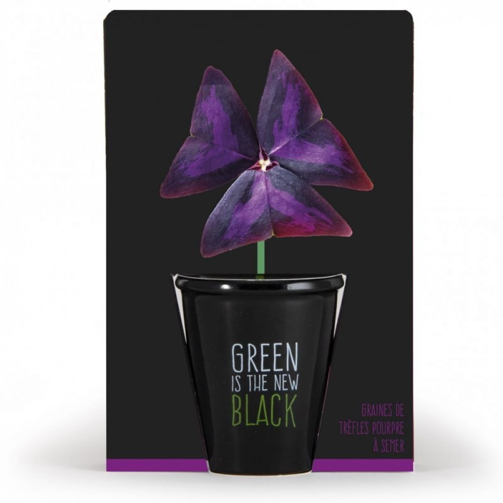 PLANTE TREFLE POURPRE