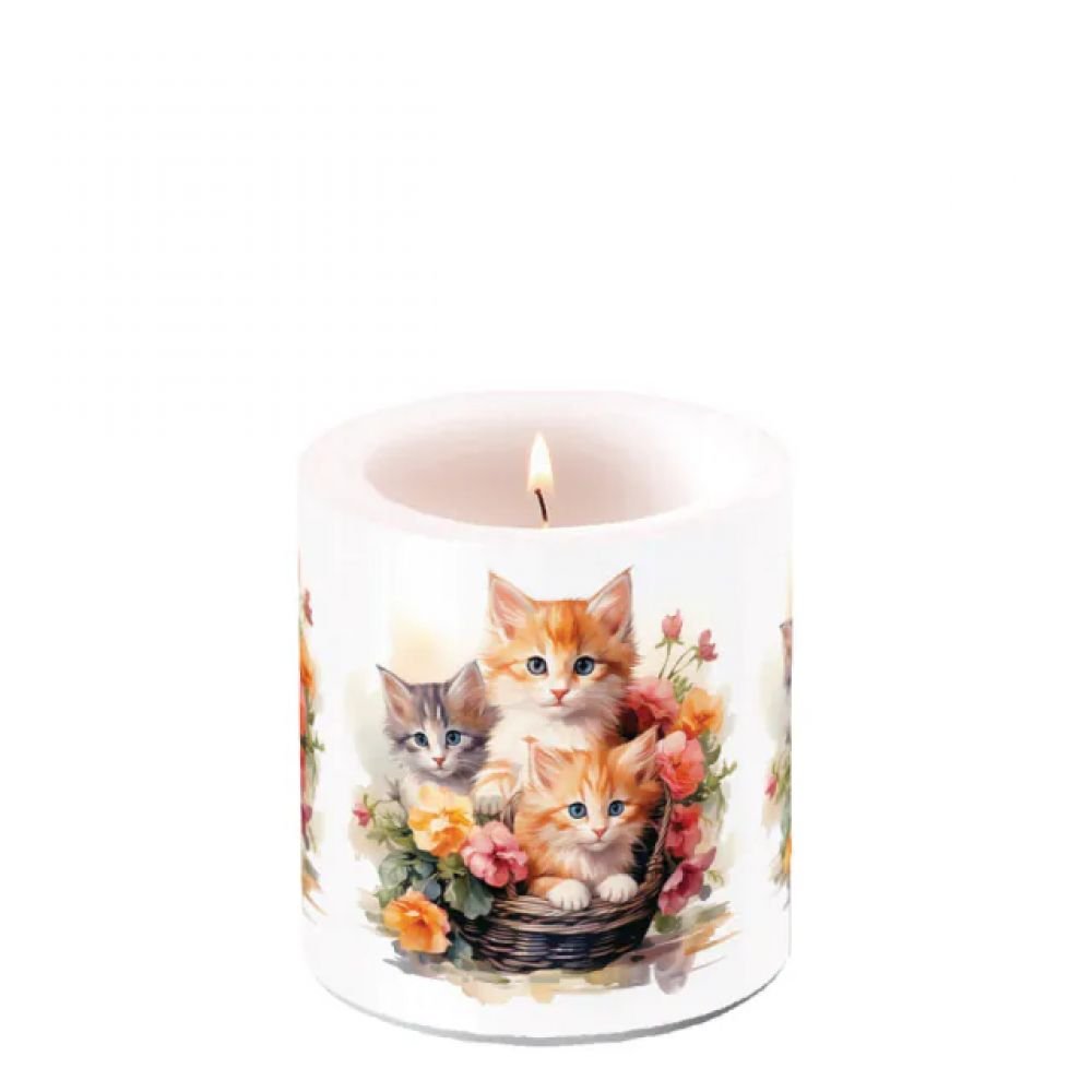BOUGIE PM - CHATS